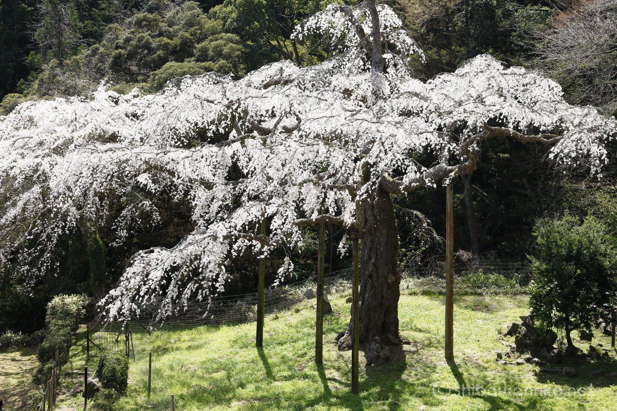 長興山紹太寺