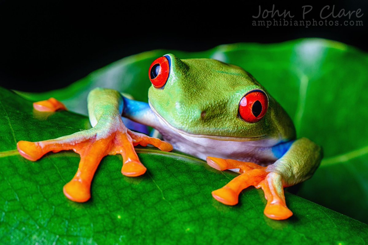 La rainette aux yeux rouges utilise une technique de défense appelée  \, image size:1200x799
