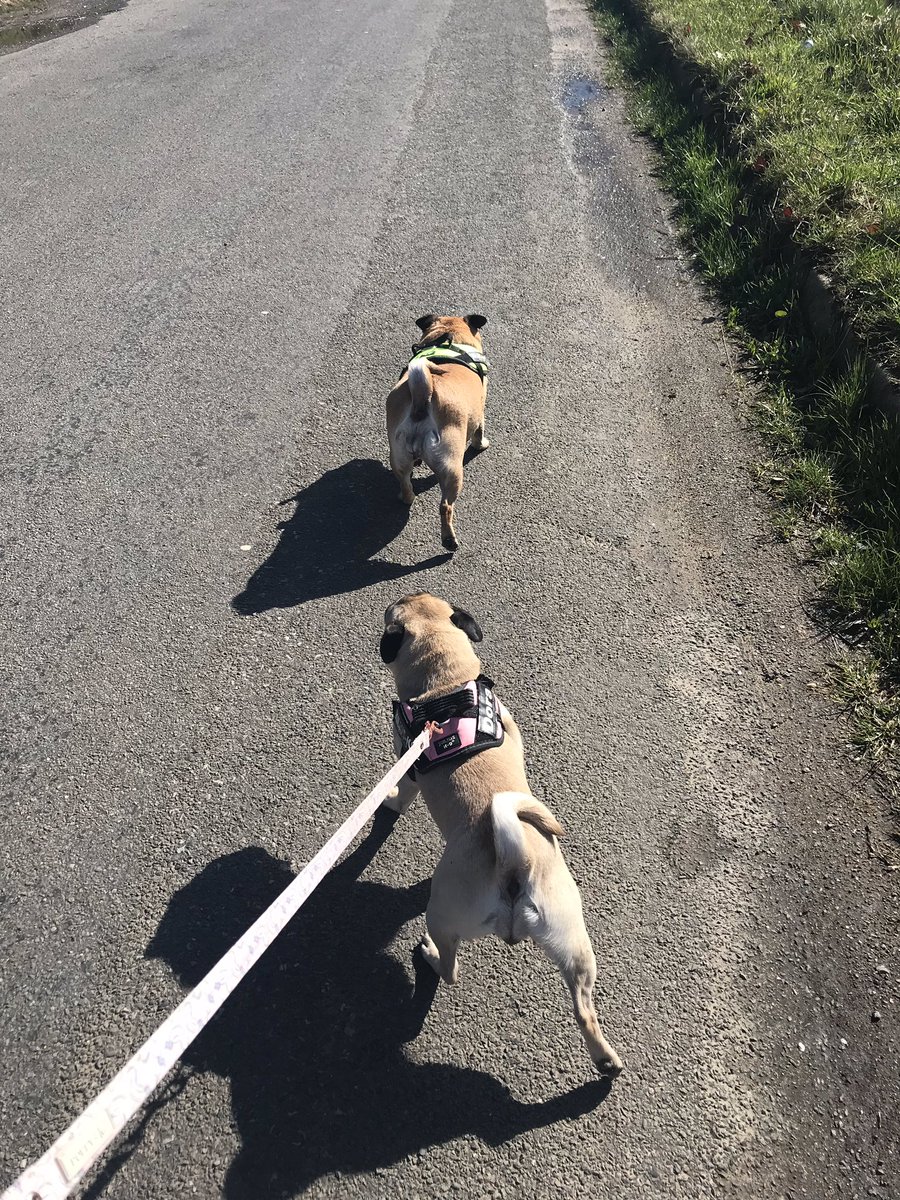 Missdivadresses's tweet image. Here come the girls #puglife #walkies #Fitdogs #pinkhousepughotel❤️🐾