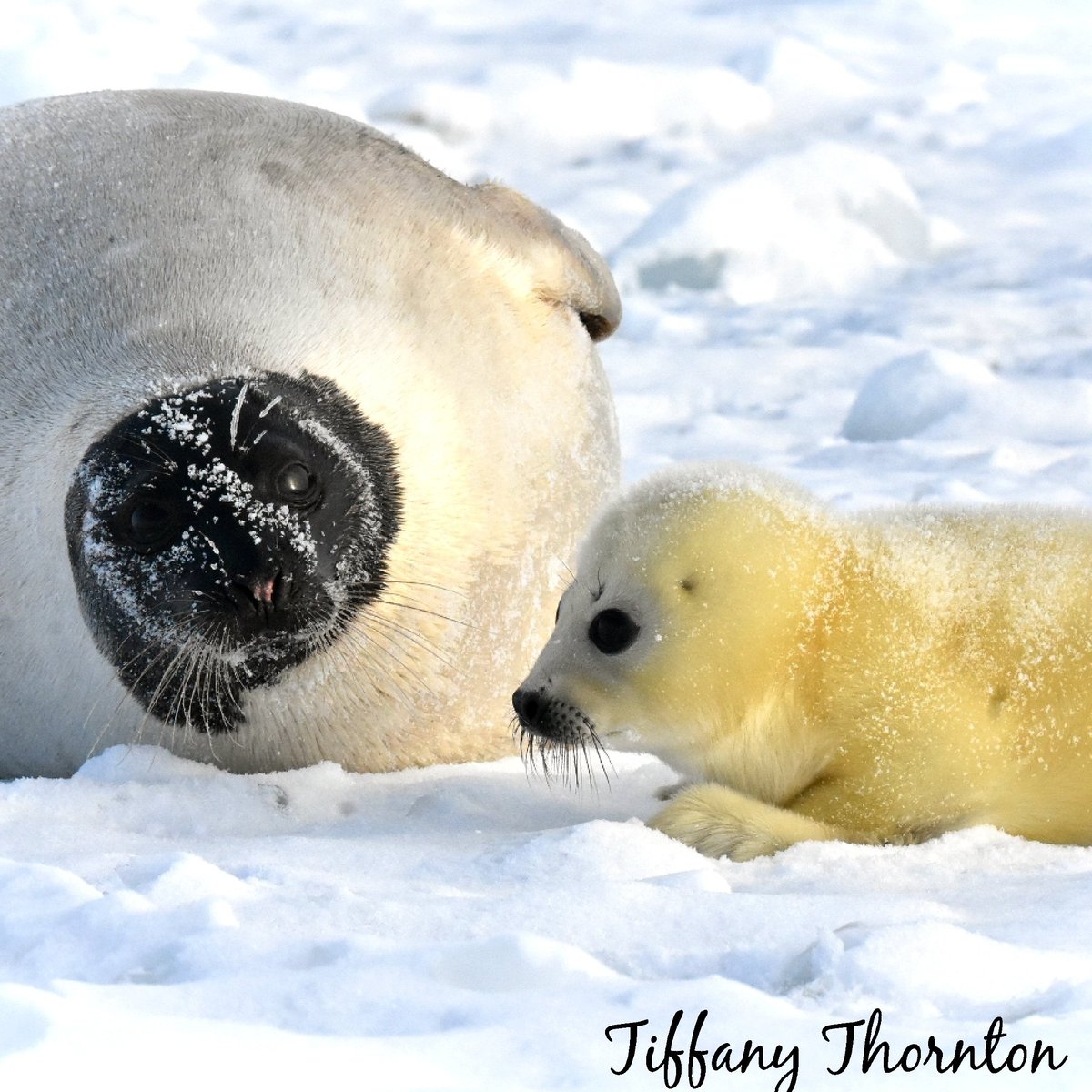 Spinthemap's tweet image. Playdate with mum! Did you know female Harp seals identify their pup by scent? #wildlife #babyanimals #animalsoftwitter #canada