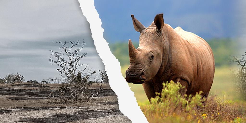 Rhinocoin_SA's tweet photo. We can either live in a world without our rhino or fight for the survival of our rhino… The choice is yours.
https://t.co/VlIrOWqj4q
#RhinoCoin #Poaching #Rhino #World #Nature #Survival https://t.co/37H5PfxKls