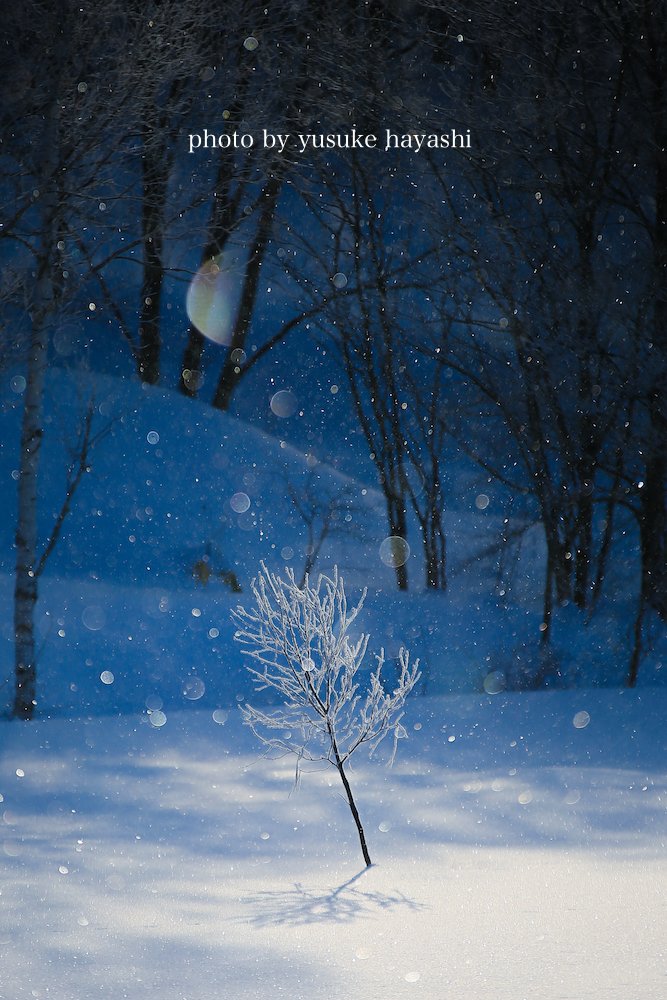林祐介 北海道自然写真家 / Youtube27000人 (@ratok_7) / Twitter