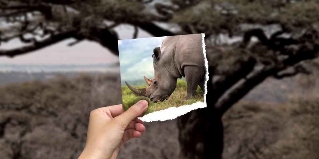 Rhinocoin_SA's tweet photo. “Take a picture, it will last longer.” 
If we don’t continue to help save the rhino, then future generations will only know what a rhino looks like by looking at a picture.
https://t.co/VlIrOWHTVY https://t.co/ZQahaDTZ95