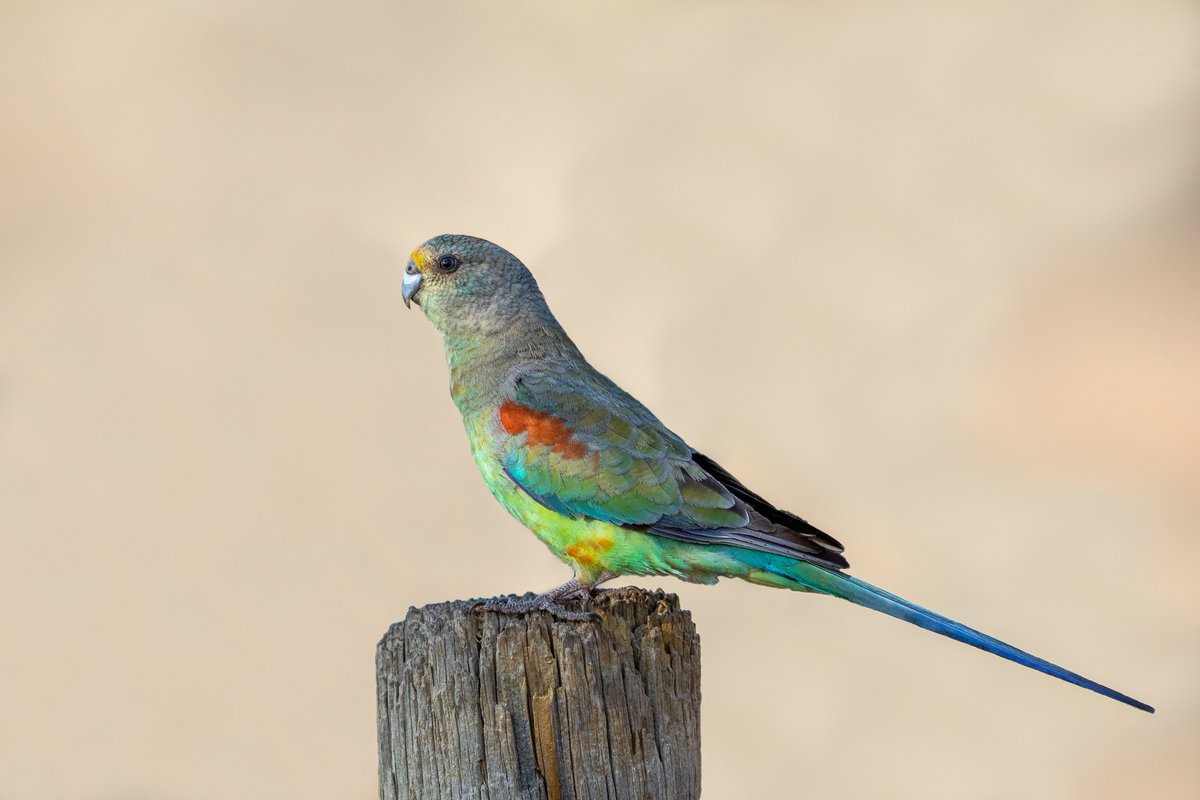 birdsinfocusau's tweet photo. Mulga Parrot (Psephotus varius) - Bowra (Cunnamulla), Queensland
@BirdlifeOz @CanonAustralia @ausgeo #bowra #mulgaparrot #cunnamulla #parrot https://t.co/UfdmHJHqmS