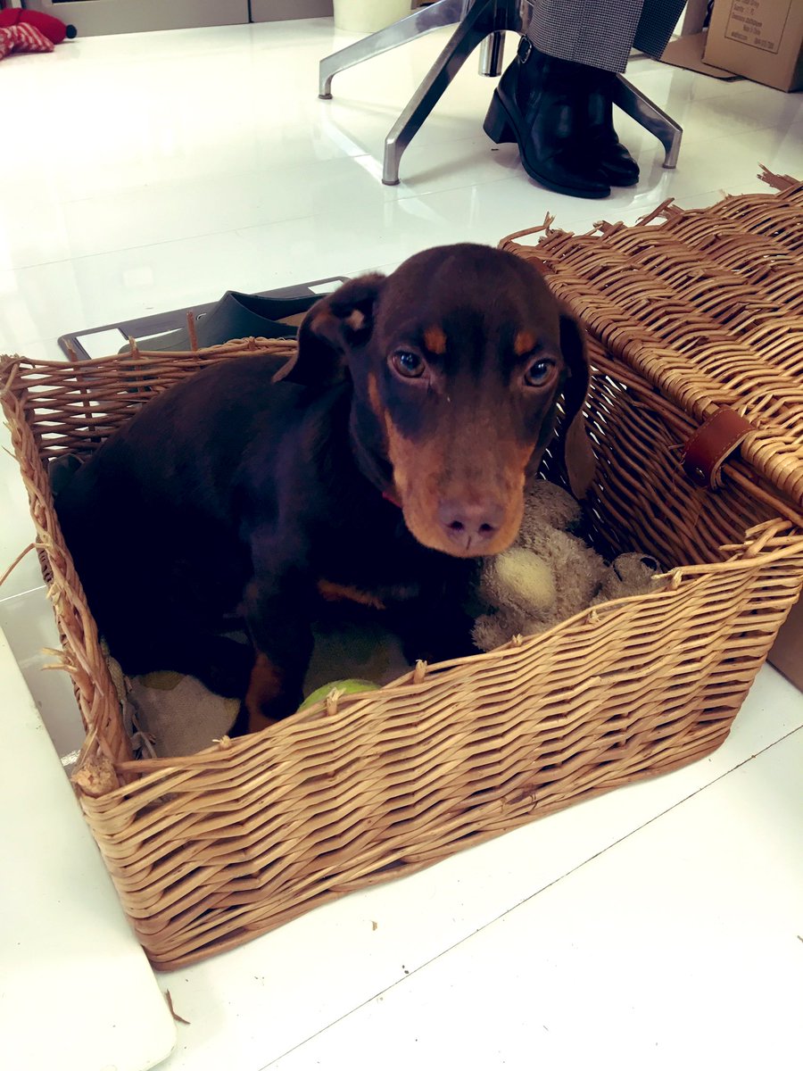 The new addition to a clients office! How delicious is he😻😍 #officedog #RDTaxCredit #scenery #sausagedog #london #research #devlopment
