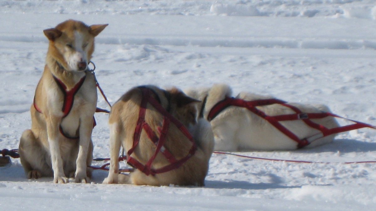 peakdynamic's tweet image. Latest News from Peak Dynamics - Arctic and Oman trips
 - mailchi.mp/peak-dynamics.…