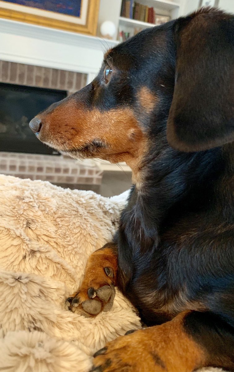 southerndog1's tweet photo. Happy to be inside On her perch watching it rain, again.  #happygirl #classicprofile #queenofthehouse #dachsie #doxie #sausagedog #dachshund #dogsoftwitter #dogsofinsta #dogsofinstagram @pkn4645 @abbyleigh2 https://t.co/RWuARftOFc