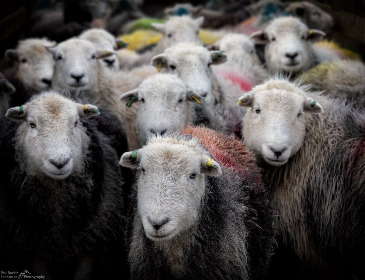 Herdwick sheep awaiting their pre-lambing checkup in Rosthwaite, Borrowdale #LakeDistrict #Cumbria #Herdwick philbucklephotography.co.uk <a href="/kasefiltersuk/">Kase Filters UK</a>  <a href="/kase_filter/">Kase Filters</a> <a href="/VanguardPhotoUK/">VanguardPhotoUK</a>