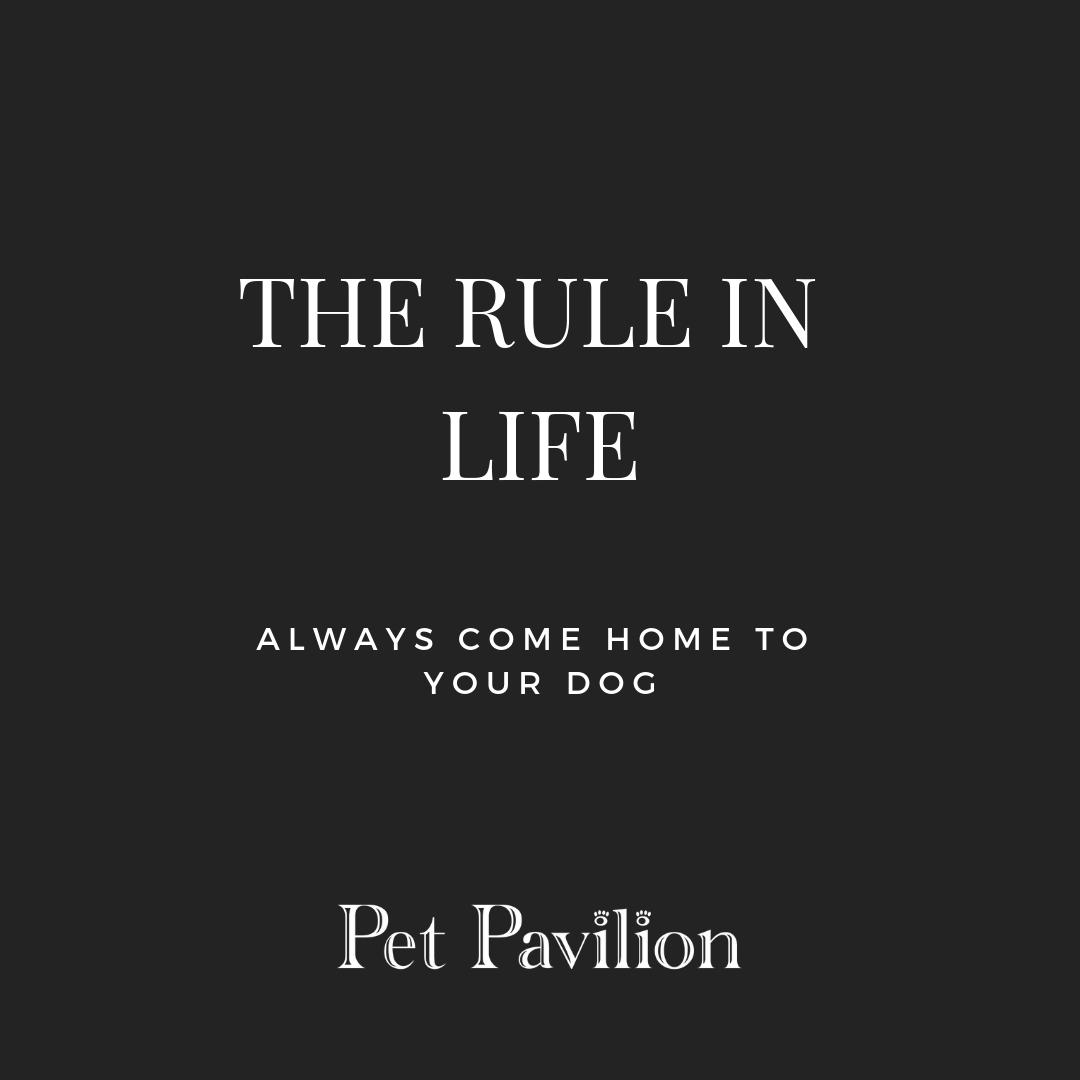 The Rule in Life 😍
#petpavilion #chelseadogs #welovedog #ilovemydog #hampstead #battersea #chelsea #kensington #gloucester #nottinghill #wimbledon #dogsofinstagram #puppylove #dog #grooming #pet #love #instadog #doglover #petstagram #dogoftheday #dogwalking