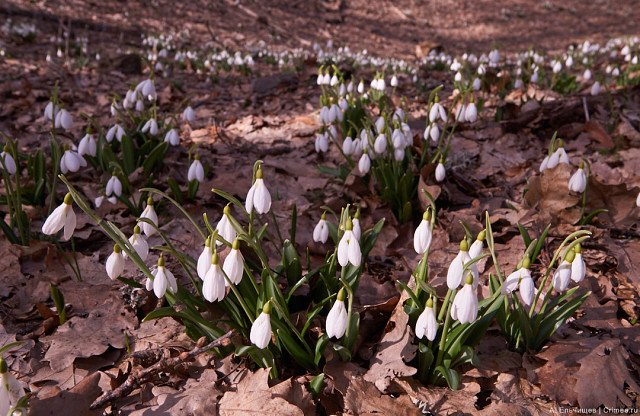 crimee_ru's tweet photo. #Крым. Подснежники. Perce-neiges. Snowdrops #Crimea #Crimee https://t.co/LZ7falggkG