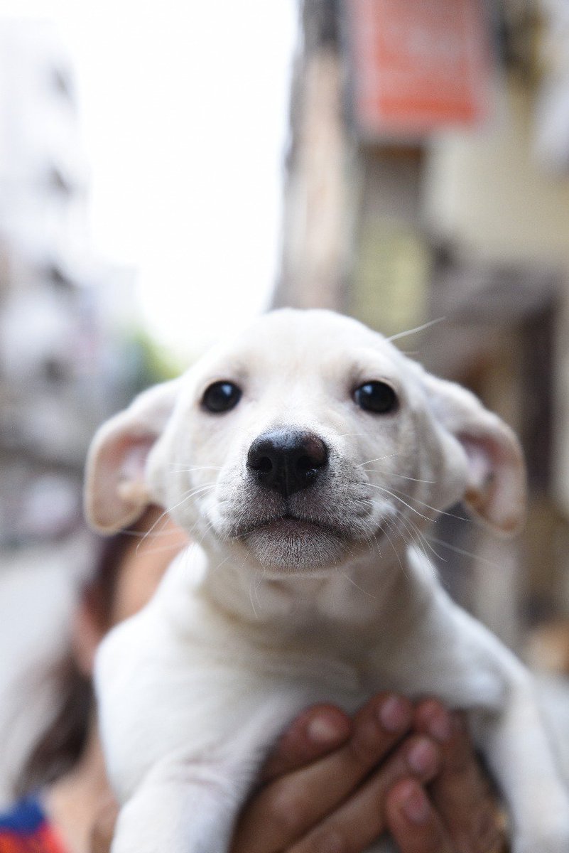 IndiedogC's tweet image. This baby needs a a loving family and a warm home. She is eagerly waiting to shower her love on her forever people!! DM for queries.
#indiedogcommune #dogsofdelhi #desidogs #adoptdontshop

@sahanarajan