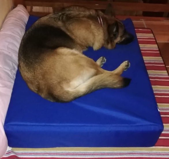 tailersbydebra's tweet photo. This precious girl suffers terribly with sore hips so I made her this bed.
Orthopedic mattress 80x100x18cm covered in a royal blue waterproof canvas, washable zip cover with handles for easy carrying. R935
Whatever your size, thickness and color contact tailersbydebra@gmail.com https://t.co/IQYlEMbRZy