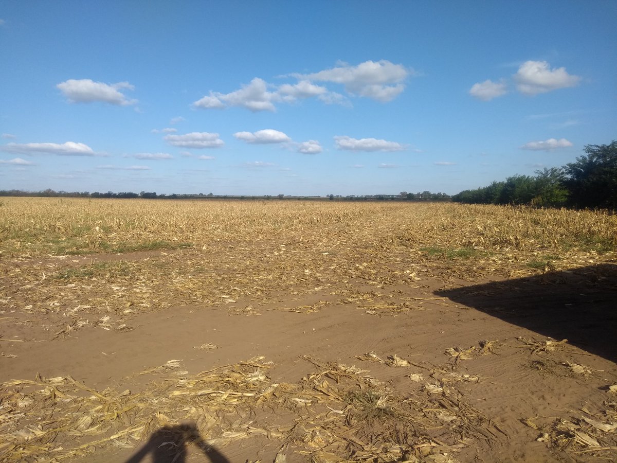reynolds_fer's tweet photo. #pisingallo
Se terminó primer lote con muy buen rinde. Ahora a comer pochoclos. 5700 kg pehuajo https://t.co/pc1ESyBCZW