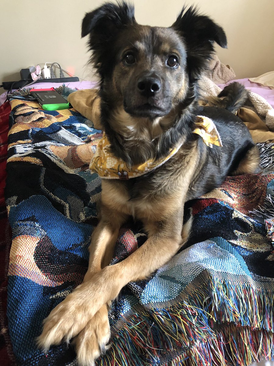 hexenisle's tweet photo. an upstanding citizen, future big sister to sora the service dog, and your best friend https://t.co/SeaukLjaCd