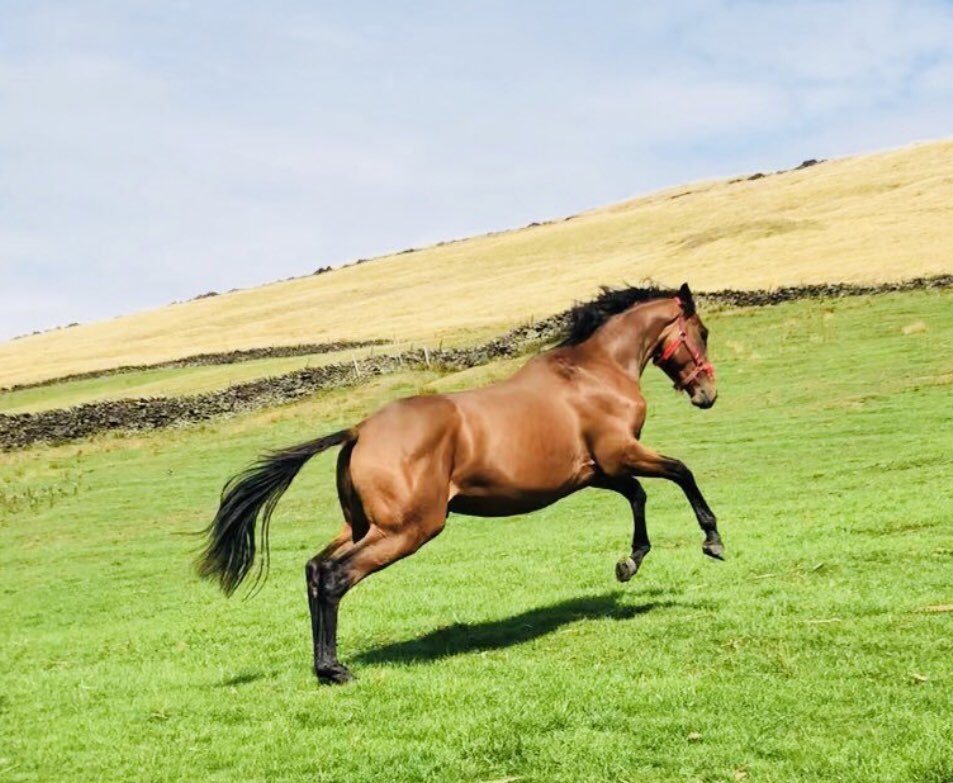 Readswoodstud's tweet image. @Readswoodstud homebred 3yr old @SirPercy_sire gelding, FOR SALE He’s a wonderful prospect, Family of #Anabaa #KeyOfLuck &amp;amp; #CountryReel(Dam sire of #Frodon) #ChelenhamFestival #PresentingPercy   @CheltenhamRaces 07812 654736