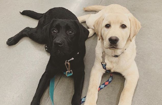Good Dogs Chelsea &amp; Luka took a trip to Petco last night to buy some more food and get weighed! Can you guess how much they weigh? #autismawareness #servicedogs #gooddogautism