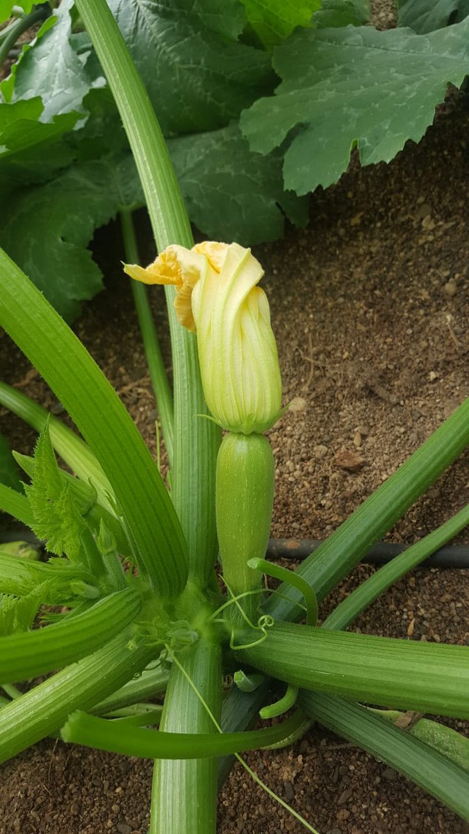 IberianOrigin's tweet photo. Mini white zucchini program is starting #IberianOriginPrograms #IberianOrigin #Zucchini #Vegetables #Fresh #MiniZucchini #Courgette #Greenhouse #ElEjido #Spain https://t.co/kQkmFSGOte