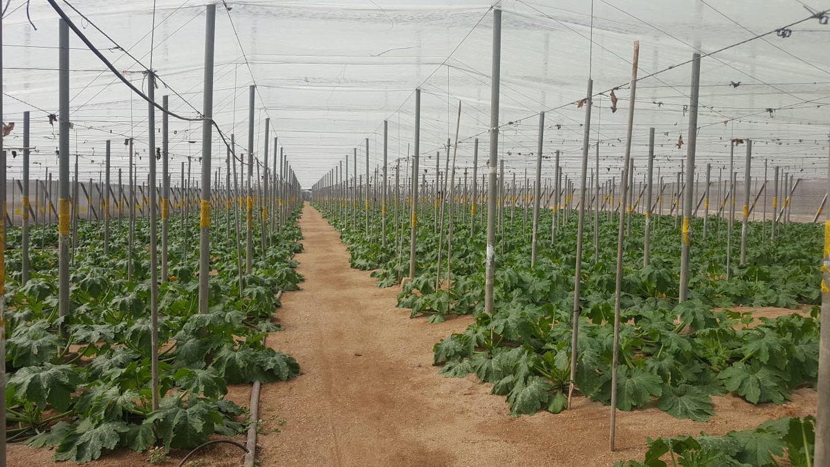 IberianOrigin's tweet photo. Mini white zucchini program is starting #IberianOriginPrograms #IberianOrigin #Zucchini #Vegetables #Fresh #MiniZucchini #Courgette #Greenhouse #ElEjido #Spain https://t.co/kQkmFSGOte