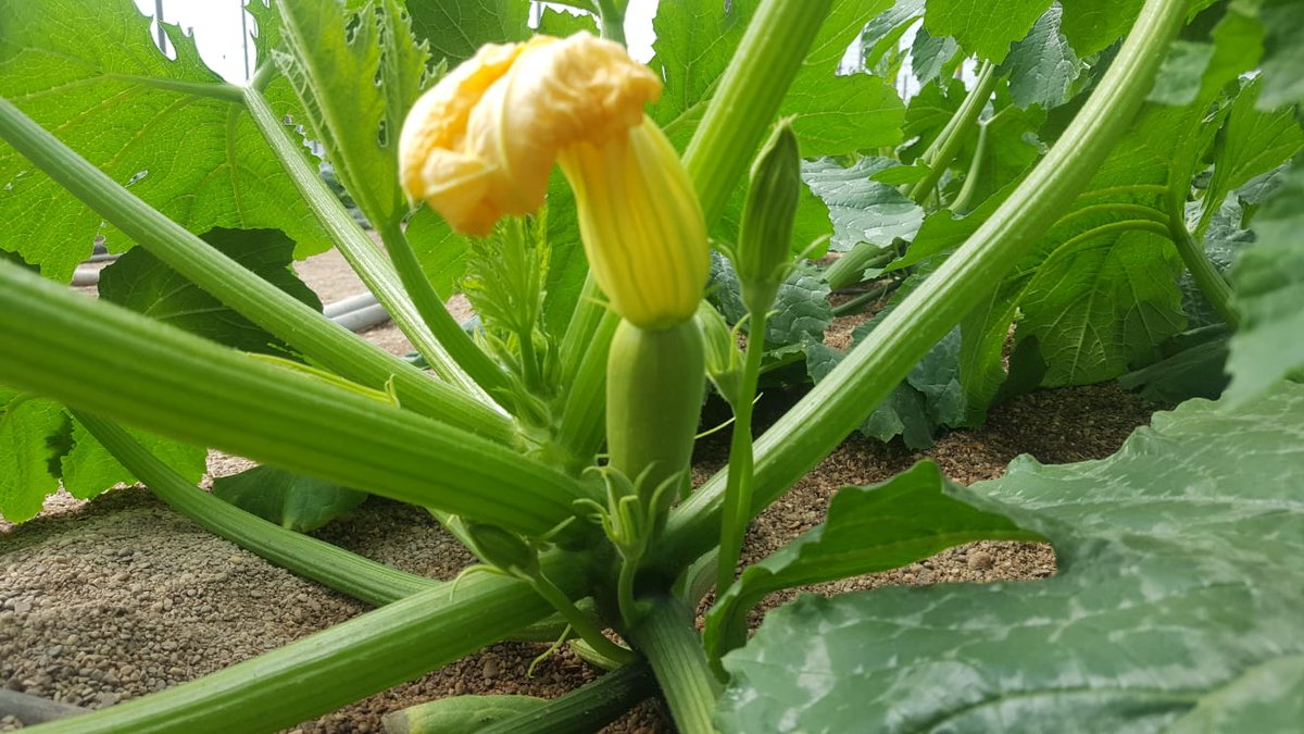 IberianOrigin's tweet photo. Mini white zucchini program is starting #IberianOriginPrograms #IberianOrigin #Zucchini #Vegetables #Fresh #MiniZucchini #Courgette #Greenhouse #ElEjido #Spain https://t.co/kQkmFSGOte