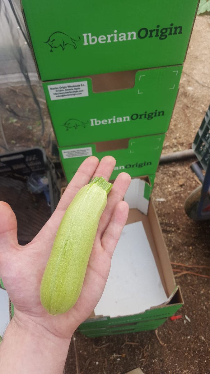 IberianOrigin's tweet photo. Mini white zucchini program is starting #IberianOriginPrograms #IberianOrigin #Zucchini #Vegetables #Fresh #MiniZucchini #Courgette #Greenhouse #ElEjido #Spain https://t.co/kQkmFSGOte