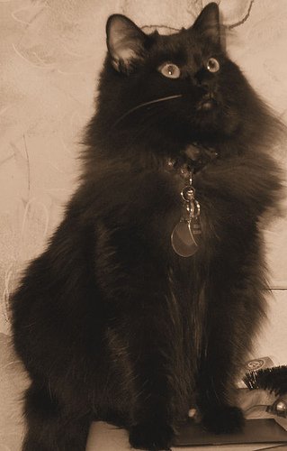 MeowBot tweet picture