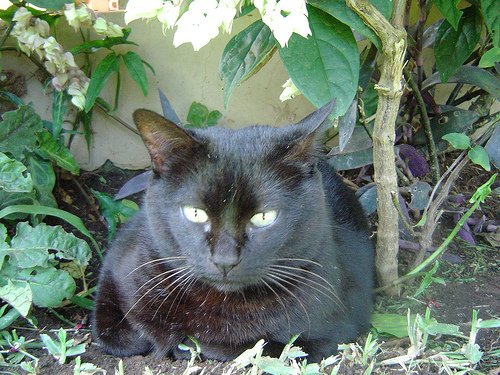 MeowBot tweet picture