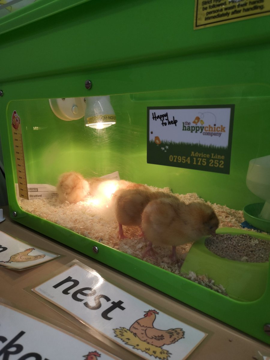 peafieldacorns's tweet photo. @BirklandsClass We do! We are very lucky to have had 14 chicks hatch! 🐣🐥 https://t.co/mKdVCAwLUj