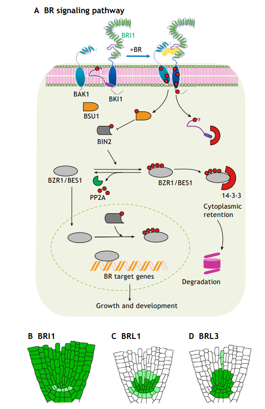 Ainoa_Planas's tweet photo. Our new paper is out!! A review of BR signaling in plant development and adaptation to stress https://t.co/sTr6s0GWAT @CRAGENOMICA https://t.co/ayHqc4YdIJ