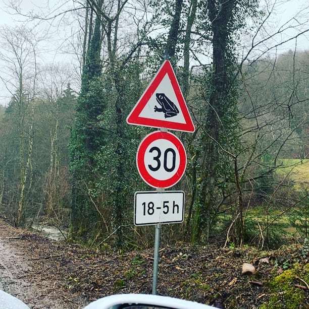 Tim_Stevens's tweet image. In rural Germany, frogs have the right of way between the hours of 6pm and 5am. The rest of the day you can apparently just run the beggars over. #justfrogthings ift.tt/2TAx5XY