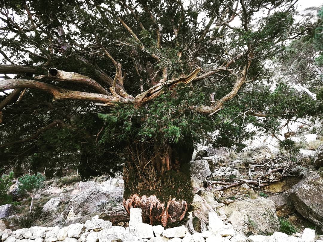 InsBlancaAnjou's tweet photo. Descobrim els indrets amagats de la Serra de #Cardó i Boix #natura #teixos #aigua #Balneari https://t.co/fLcDNSDKFU