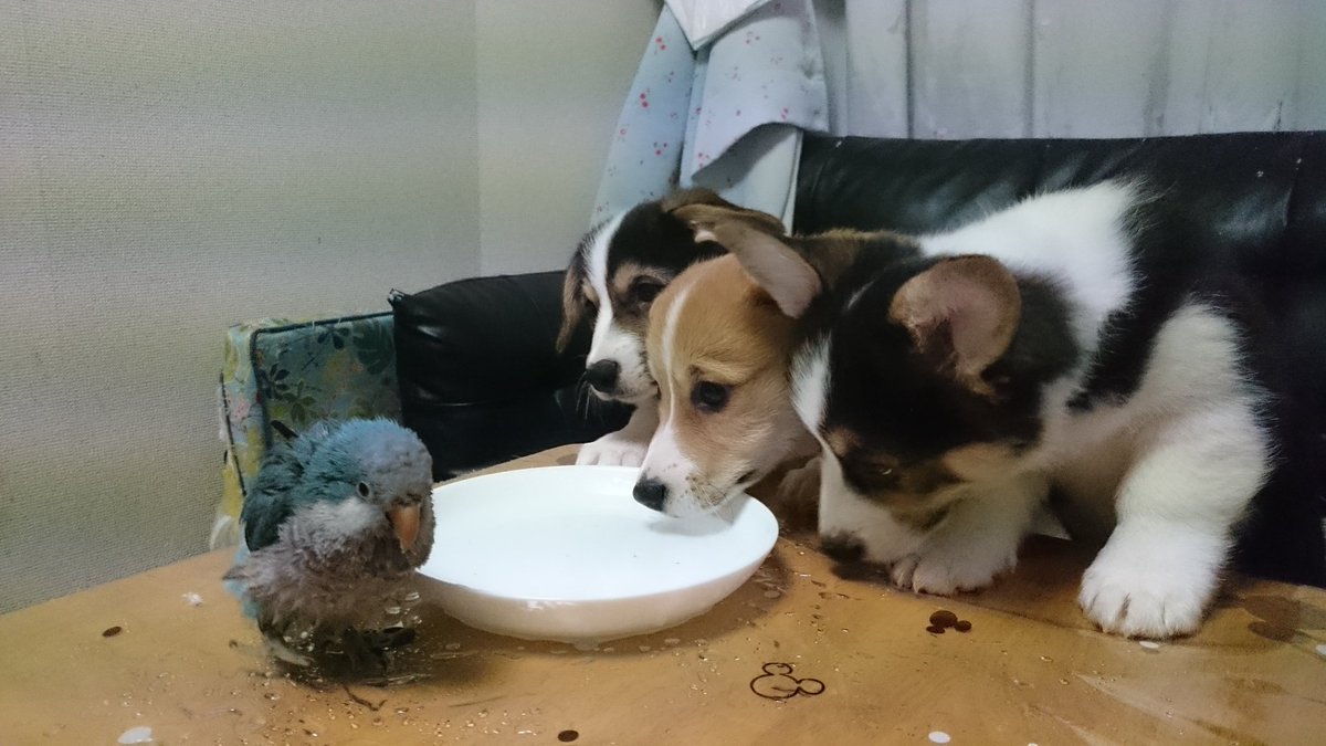 KSKHKA_CROSS's tweet photo. 昨日のインコの入浴シーン
#コーギー #オキナインコ #家族 #可愛い #犬のいる暮らし #インコのいる暮らし #犬 #インコ #corgi #doglife #cute #monkpparakeet #parakeetlife https://t.co/s8IrOWUWXD