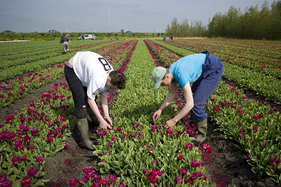 Tijdens het #nationaaltuinbouwcongres bij @Koppertcress tekenden <a href="/carolaschouten/">Carola Schouten</a> @jaapbond en Niek Jan van Kesteren het Nationaal Tuinbouwakkoord. Ondernemers, overheden, onderwijs &amp; onderzoek werken zo aan een klimaatneutrale tuinbouw. @LNVMinisterie @greenportsNL @greenportH