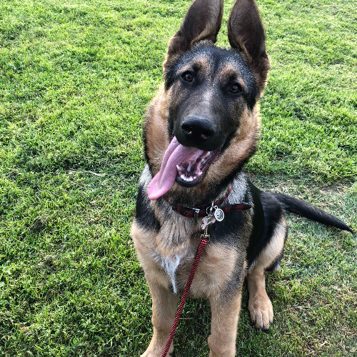 getyourpet's tweet photo. Want to play ball with this sweet girl? Sheila is a 1 year old #GermanShepherd in need of a new home. Learn more about her by checking out here profile here: https://t.co/NvByniSuRx https://t.co/QBHh2iz6p3