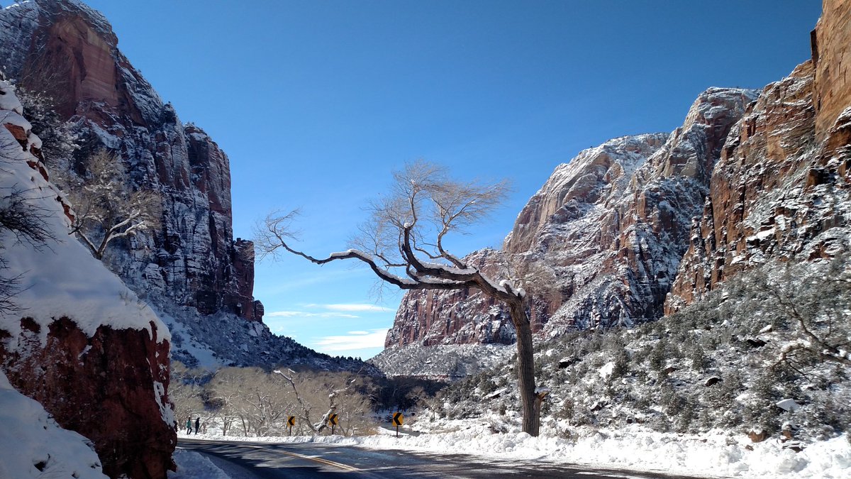 outdoortravella's tweet photo. A unique tree in Zion. #nofilter #nofilterneeded #utah #utahexplored #utahoutdoors #utahfive #outdoors #outdoorslife #getoutdoors #getoutside #optoutside #neverstopexploring #zionnationalpark #zion #nationalpark #landscape #roadtrip https://t.co/FqtMu8AoOC