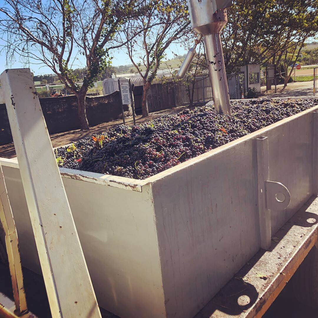 Even though we had some rain storms recently, the Shiraz grapes are of great quality. You can expect some exceptional wine from this harvest! 
#wine
#ThirstyThursday 
#Shiraz
#Stellenbosch