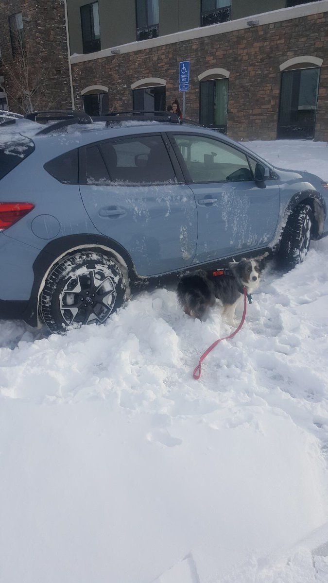 dog_cisco's tweet photo. Mom has taken me on an adventure to deliver Hannah’s new ⁦@subaru_usa⁩ in the blizzard of the century. https://t.co/1YxLqeBB4k
