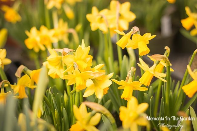 MomentsintheG's tweet image. Defying winter and bringing on Spring with flowering bulbs and spring signage.  #BRINGONSPRING #springsignage #springcontainer #springmood #beeswelcomesign #momentsinthegardenphotography