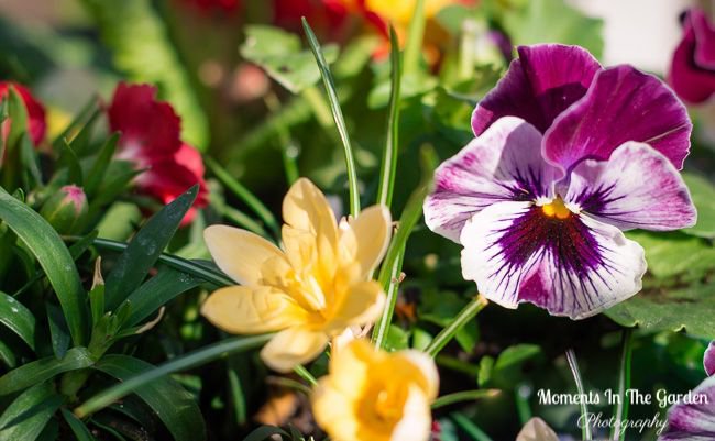 MomentsintheG's tweet image. Defying winter and bringing on Spring with flowering bulbs and spring signage.  #BRINGONSPRING #springsignage #springcontainer #springmood #beeswelcomesign #momentsinthegardenphotography
