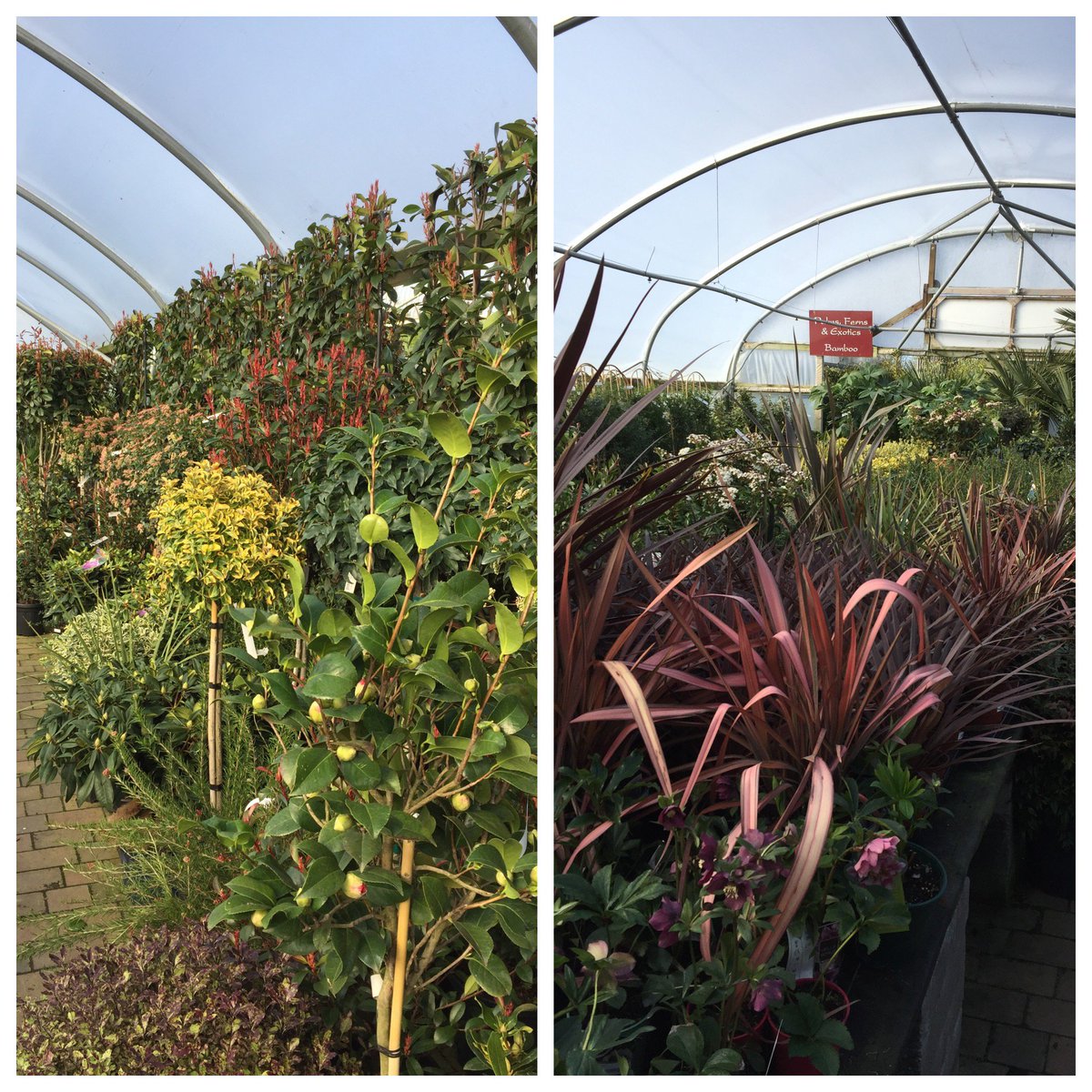 WilkinsonsLand's tweet photo. Following lots of deliveries last week, we have lots for you to choose from this weekend #plantcentre #plants #weekend #stockedup https://t.co/T4aLv5vpfM