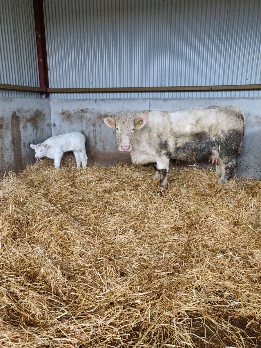 Heifer calf born this morning by LZF X Hara Kiri X Organdi X Bowerhouses Topper @progressivegen @BeefPrestige #irishfarming #Pedigree #charolais #farmlife #springcalving #farmpassion #IrishBeef