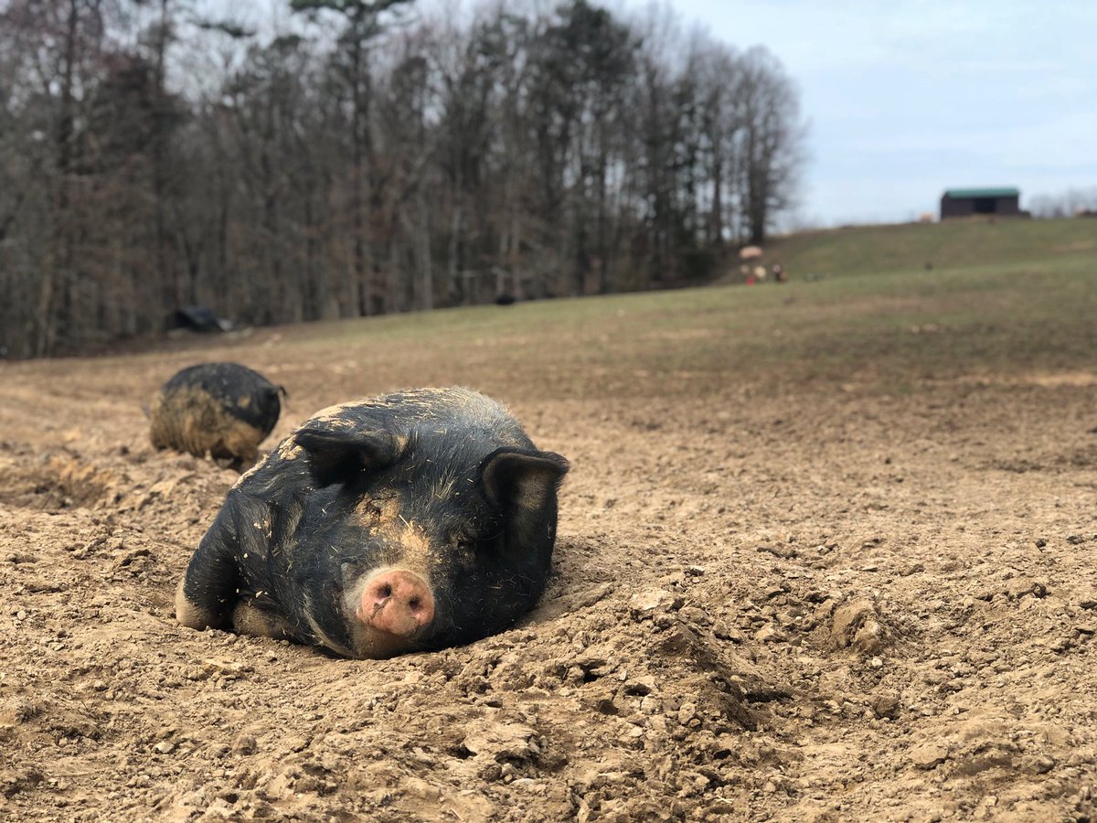 ThePigPreserve's tweet photo. It’s a beautiful day for a nap in the pasture with Abbey Christopher! Who’d like to snuggle up next to this cuddly boy?💞 https://t.co/NzZ5MKL60G