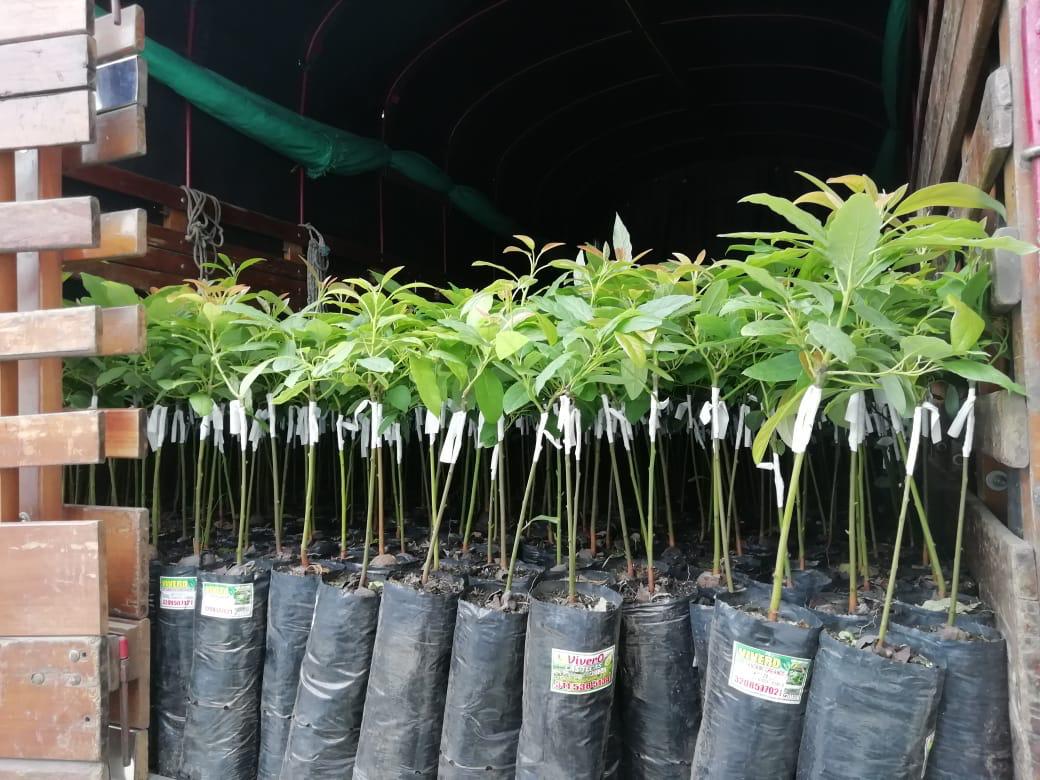 ADR_Colombia's tweet photo. Con el propósito de fortalecer las capacidades productivas y asociativas de agricultores del departamento, entregamos insumos a 38 familias de la Fundación Campo Verde para siembra de #AguacateHass. https://t.co/hQrbLvOgCB