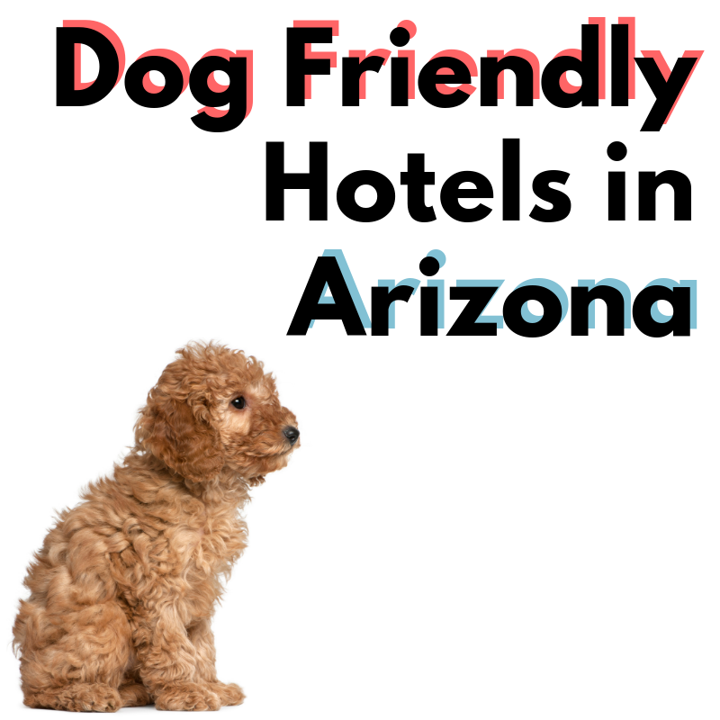 8 Dog-Friendly Hotels In Arizona
that welcome four-legged guests along with their humans!
softspotapp.com/8-dog-friendly…

#dogs #pets #vets #cats #dog #cat #veterinary #petparents #petcare #petcareservices #petparent #petstyle #petslovers #petstuff #arizonapets #petadvice #azpets