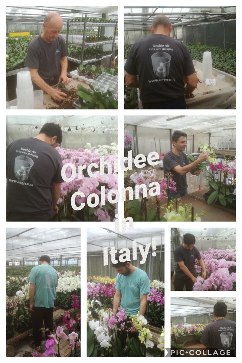 interco111's tweet photo. Medewerkers van Orchidee colonna zijn blij met de t-shirts van Interco. #wortelgeleiders https://t.co/42fVt6dNYi