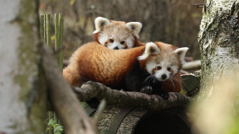 Пазлы малая панда. Аниматроник красная панда. Превратиться в красную панду. Красная панда арт. Малая панда.