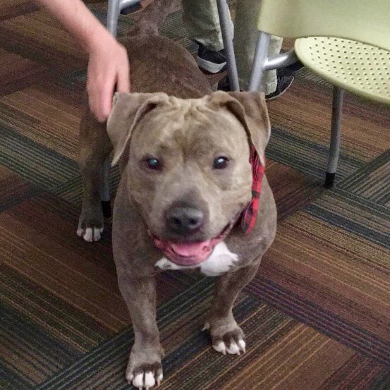 loveyrblockPHX's tweet photo. Neighborhood College: Arizona Humane Society Workshop Thursday 3/21 from 6-7 p.m. at the Bret Tarver Learning Center, 1516 N. 35th Ave. 🐾 Come hang out with Remy and learn about pet safety, particularly in the heat. ☀️ https://t.co/HLoDnA8uQy