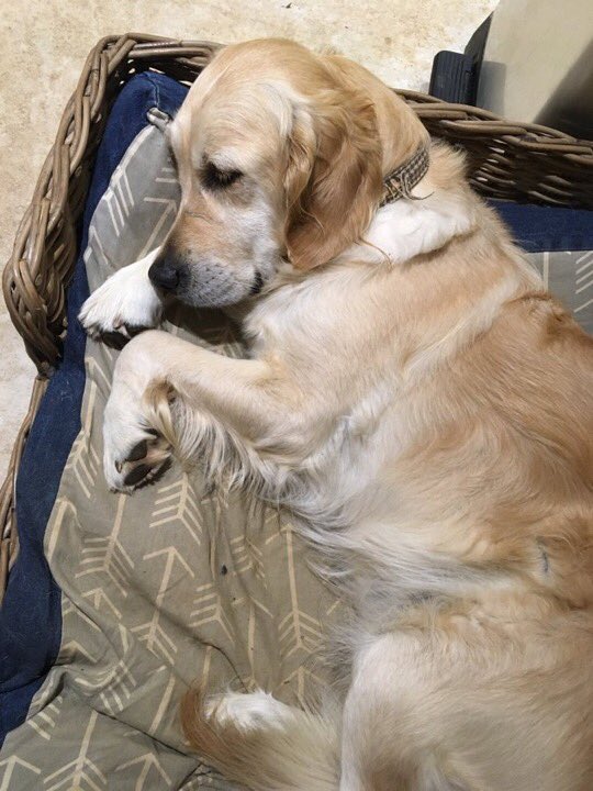 RebeccaRose38's tweet photo. Happy 5th birthday to my beautiful one. She has been by my side since she entered this world and I love her more than words can ever express. #bestfriend #mansbestfriend https://t.co/4vGqeI45N7