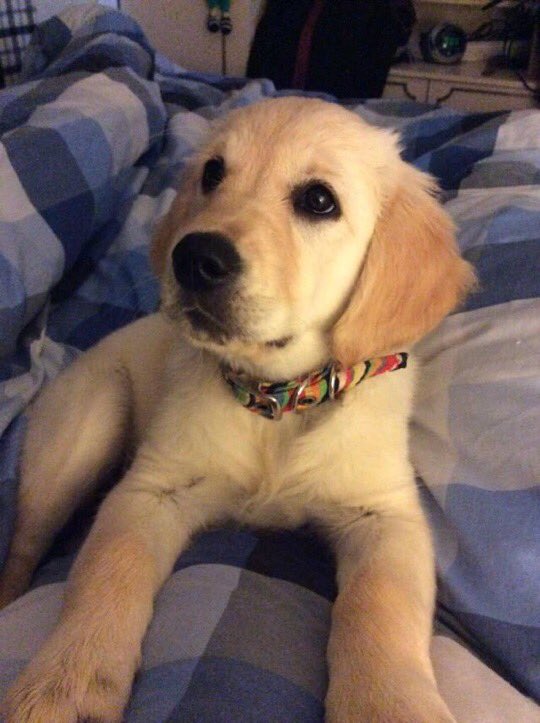 RebeccaRose38's tweet photo. Happy 5th birthday to my beautiful one. She has been by my side since she entered this world and I love her more than words can ever express. #bestfriend #mansbestfriend https://t.co/4vGqeI45N7