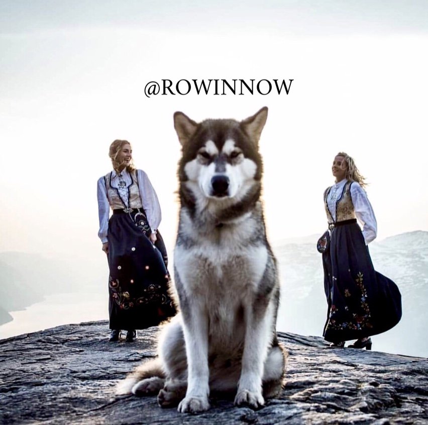 rowinnow's tweet image. Feliz jueves gente de ROWIN NOW, hay personas que te seguirán y otras que te criticarán o apoyaran en tu desarrollo personal, sigue así sin importar el que dirán 
 #new #business #newbusiness #wolf  #rowinnow #photographer #photoshoot #Thursday #jueves #march #marzo #tbt #wolf