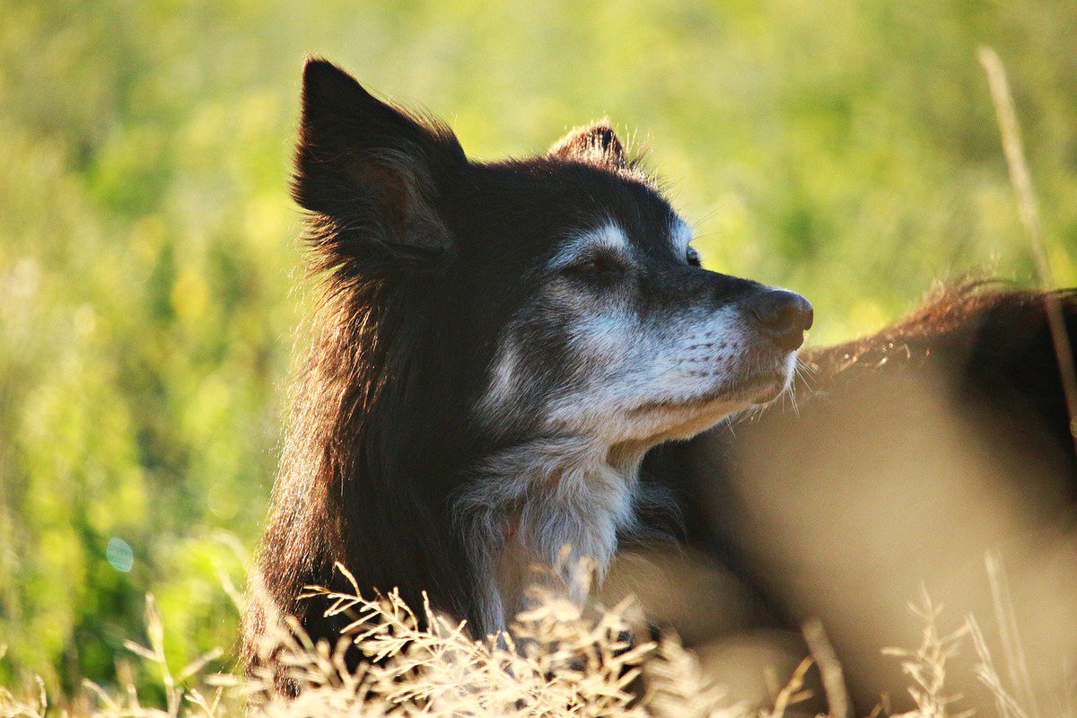 CanYouPetTheDog's tweet photo. Thank you for helping this account reach 100,000 followers. If you have enjoyed these posts, please consider making a donation to a charity like @GreyMuzzleOrg, which specializes in the care, comfort and adoption of older dogs. 
https://t.co/40KEx1MnR0 https://t.co/spWn31cCeM